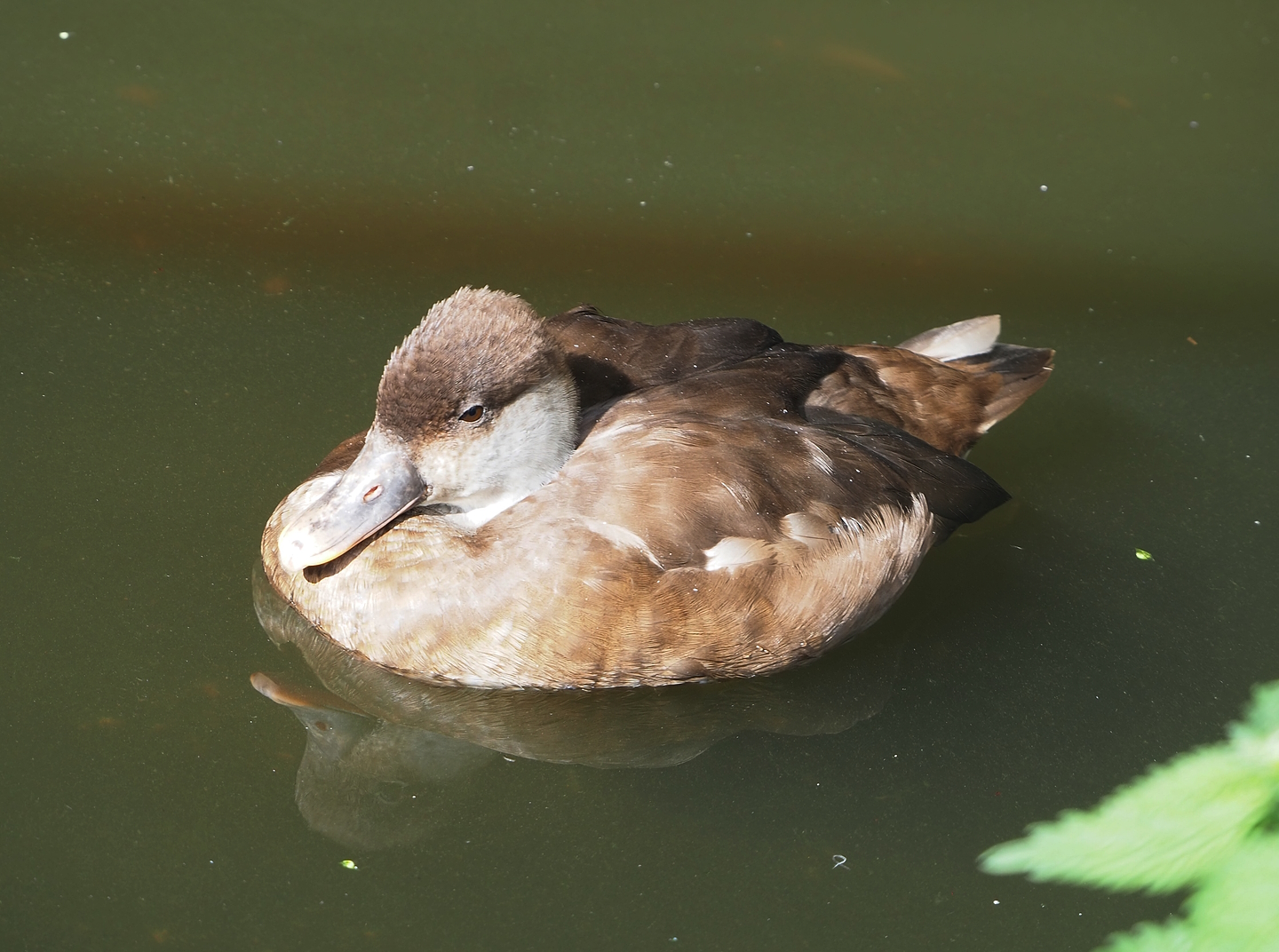Female Red-crested pochard (Netta rufina), 2022-08-28