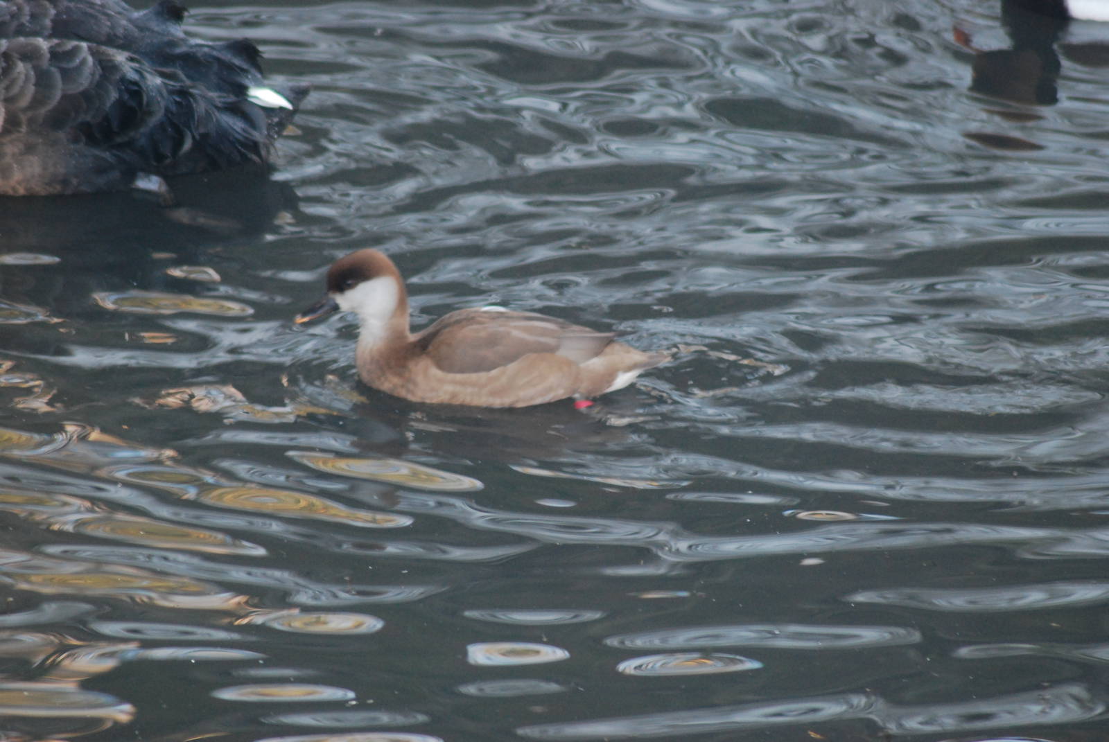 Female Red-crested Pochard [Netta rufina]