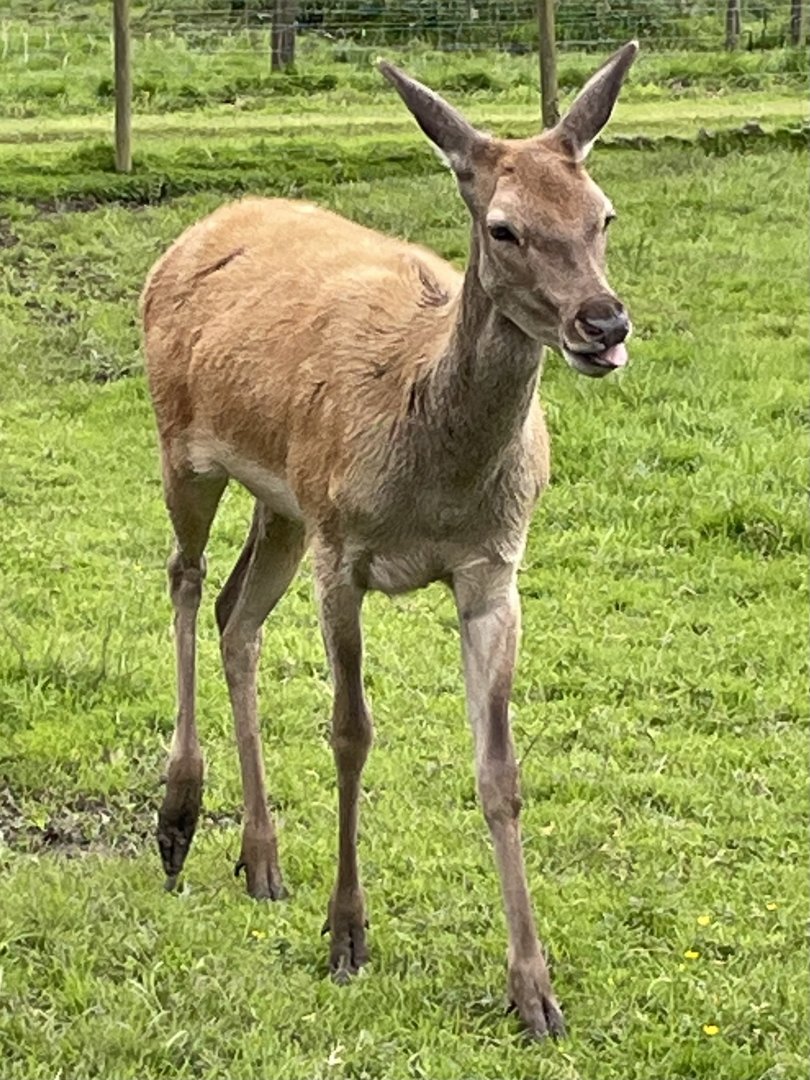 Female Red Deer