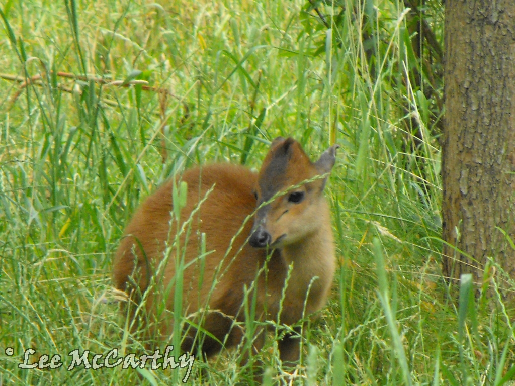 Female Red Duiker Outdoor Paddock 4th July 2010
