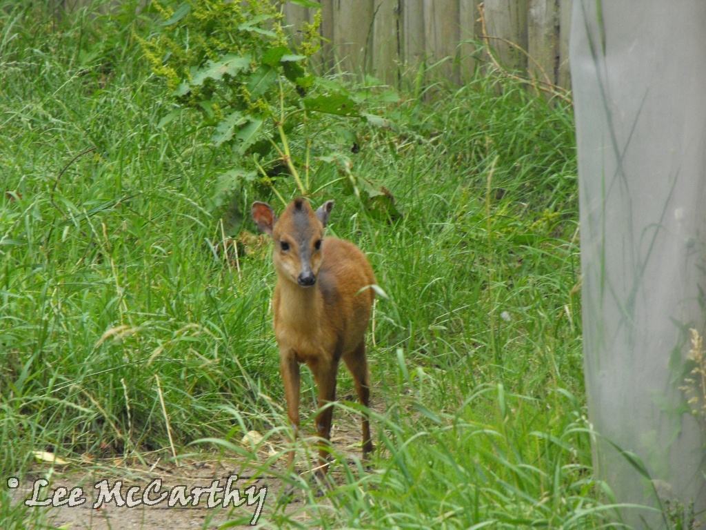 Female Red Duiker Outdoor Paddock 4th July 2010
