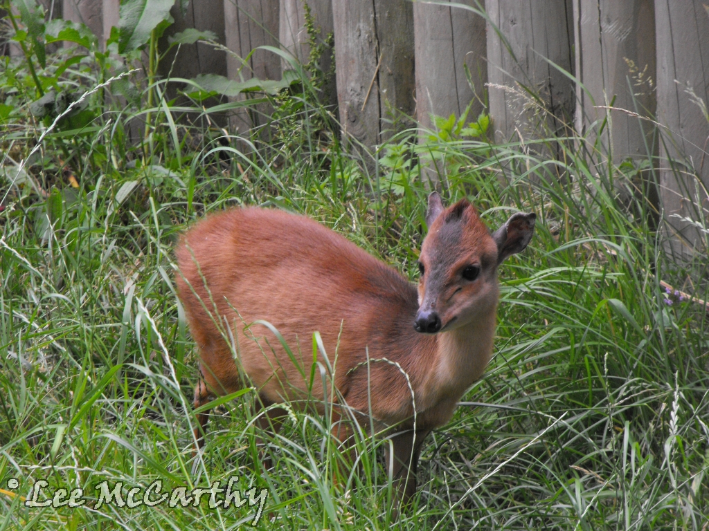 Female Red Duiker Outdoor Paddock 4th July 2010