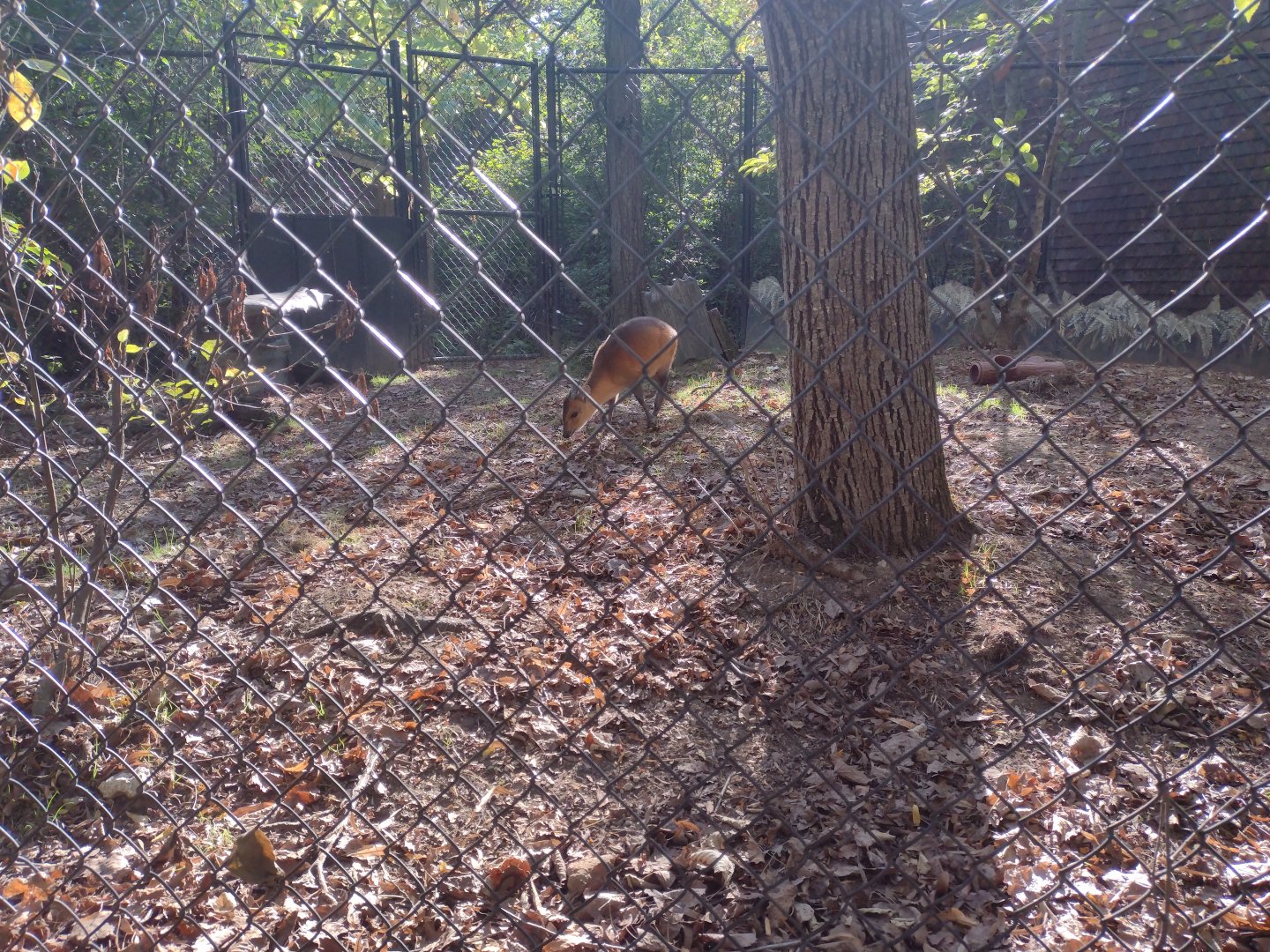 Female red flanked duiker