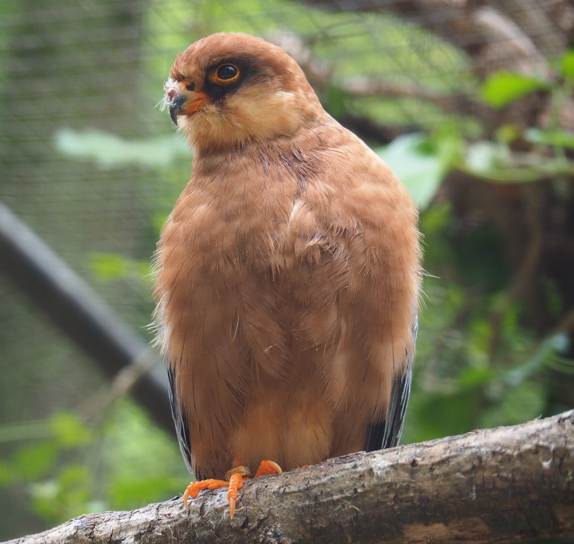 Female Red-footed falcon (Falco vespertinus), 2019-05-25