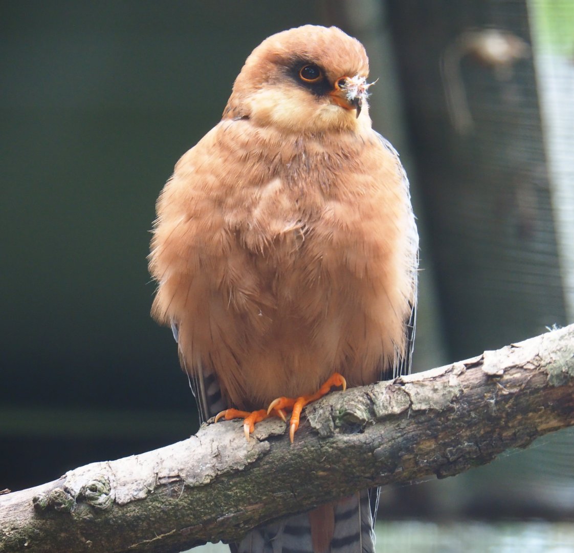 Female Red-footed falcon (Falco vespertinus), 2019-05-25
