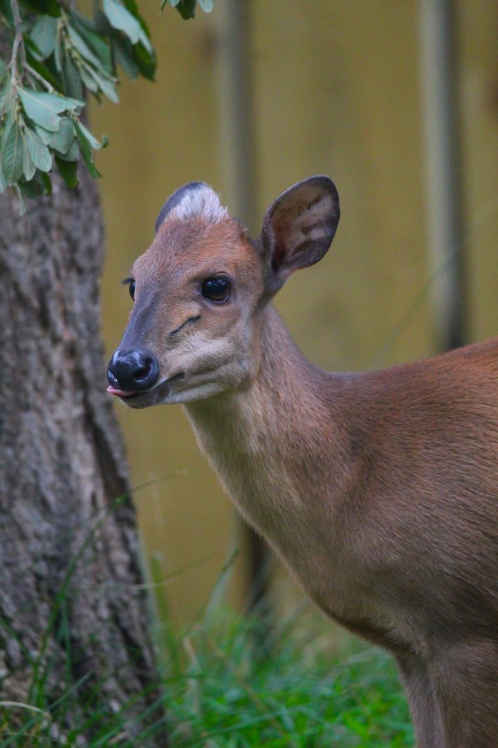 Female Red Forest Duiker- 18th September 2025