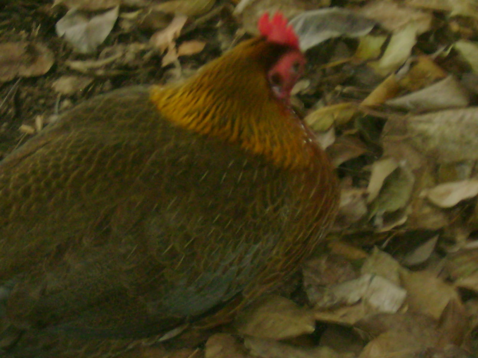 Female Red Junglefowl