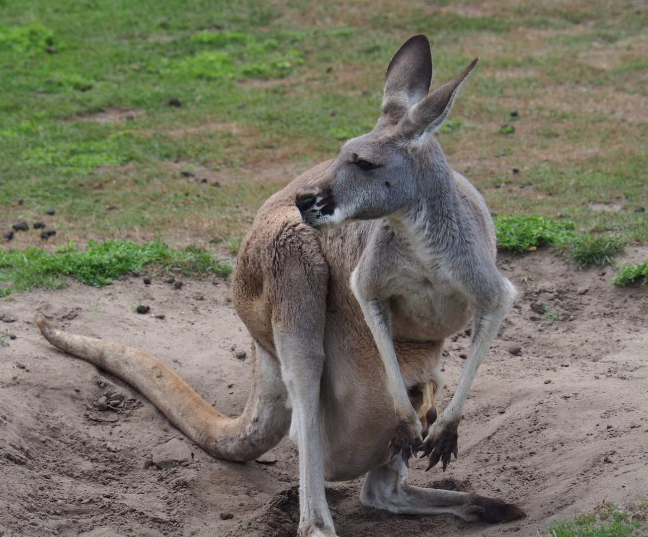 Female red kangaroo (Macropus rufus), 2019-08-11