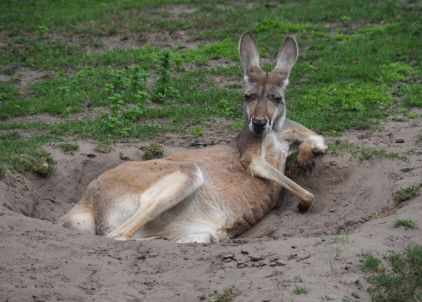 Female red kangaroo (Macropus rufus), 2019-08-11