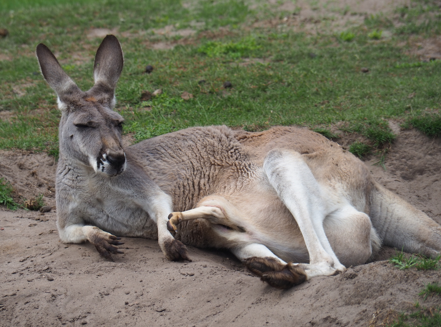 Female red kangaroo (Macropus rufus) with large joey in pouch, 2019-08-11