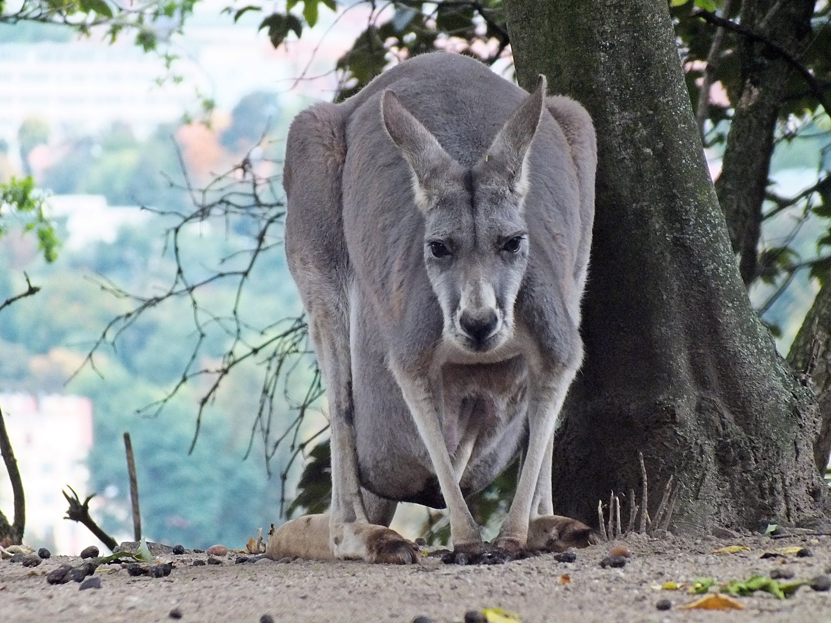 Female red kangaroo with joey in pouch