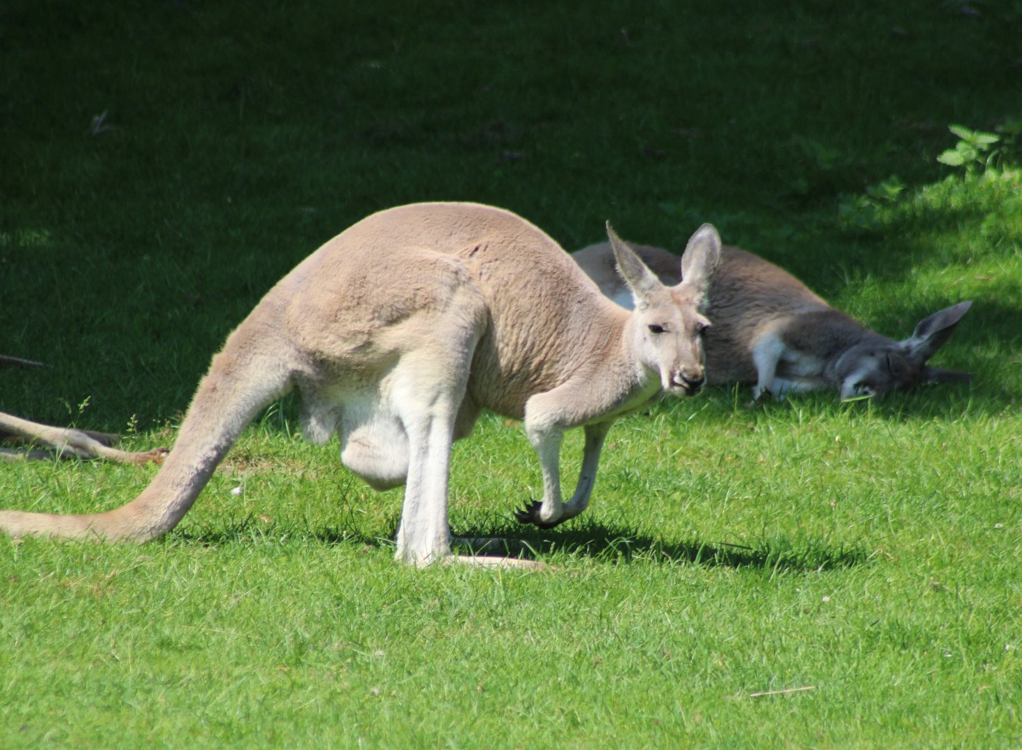 Female Red kangaroos