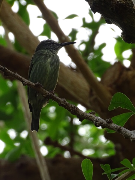 Female Red-legged honeycreeper (Cyanerpes cyaneus)