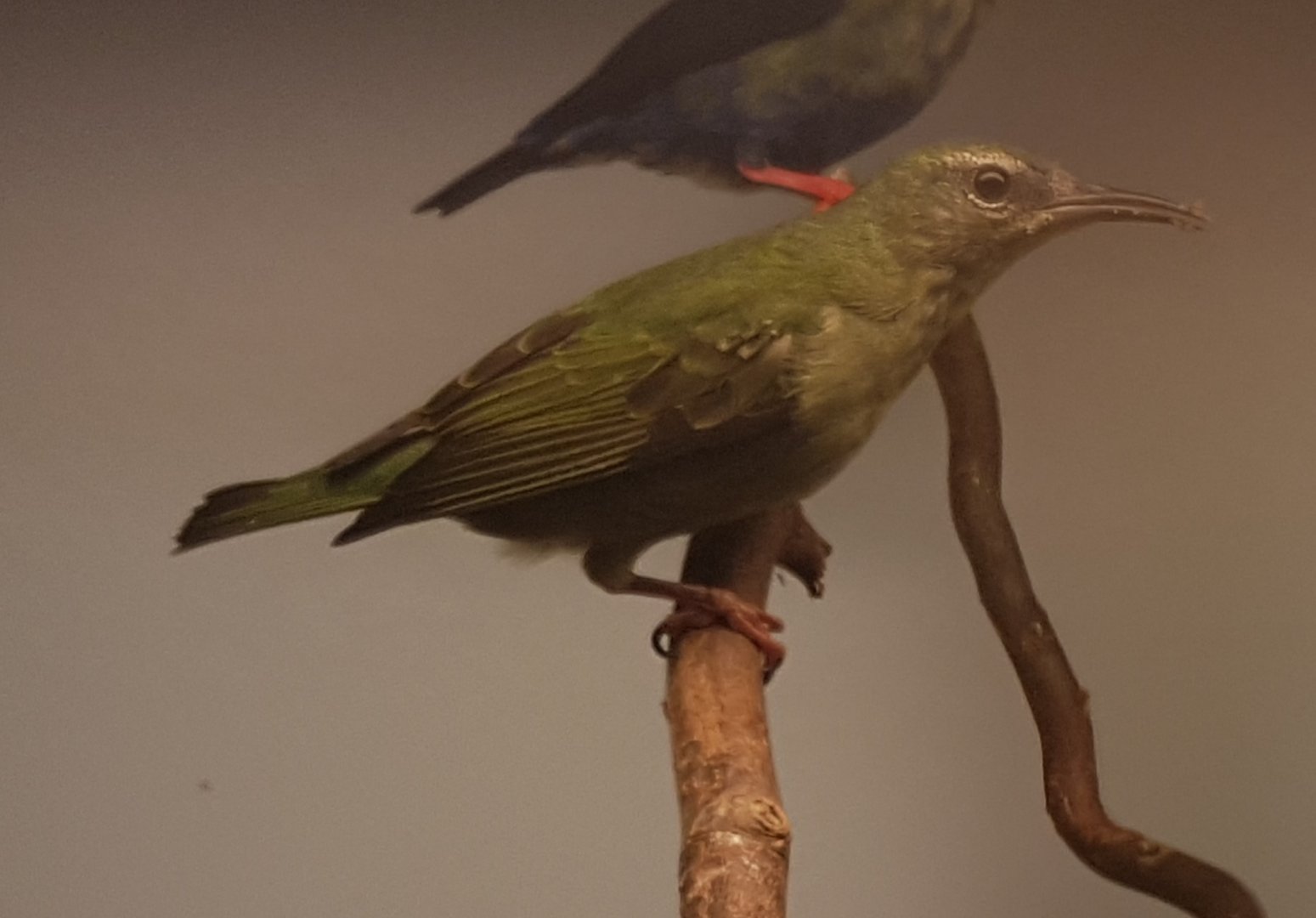 Female Red-legged honeycreeper
