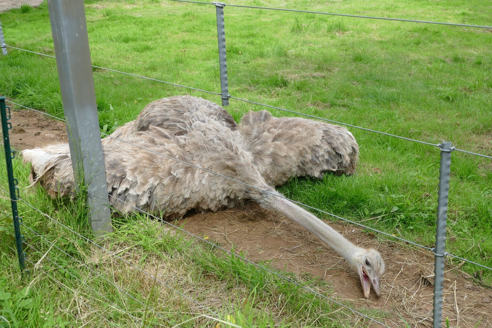 Female red-necked ostrich, July 2020