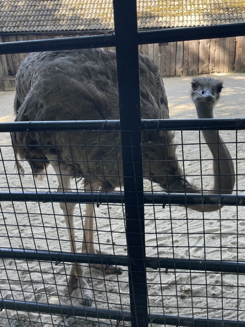 Female Red-Necked Ostrich