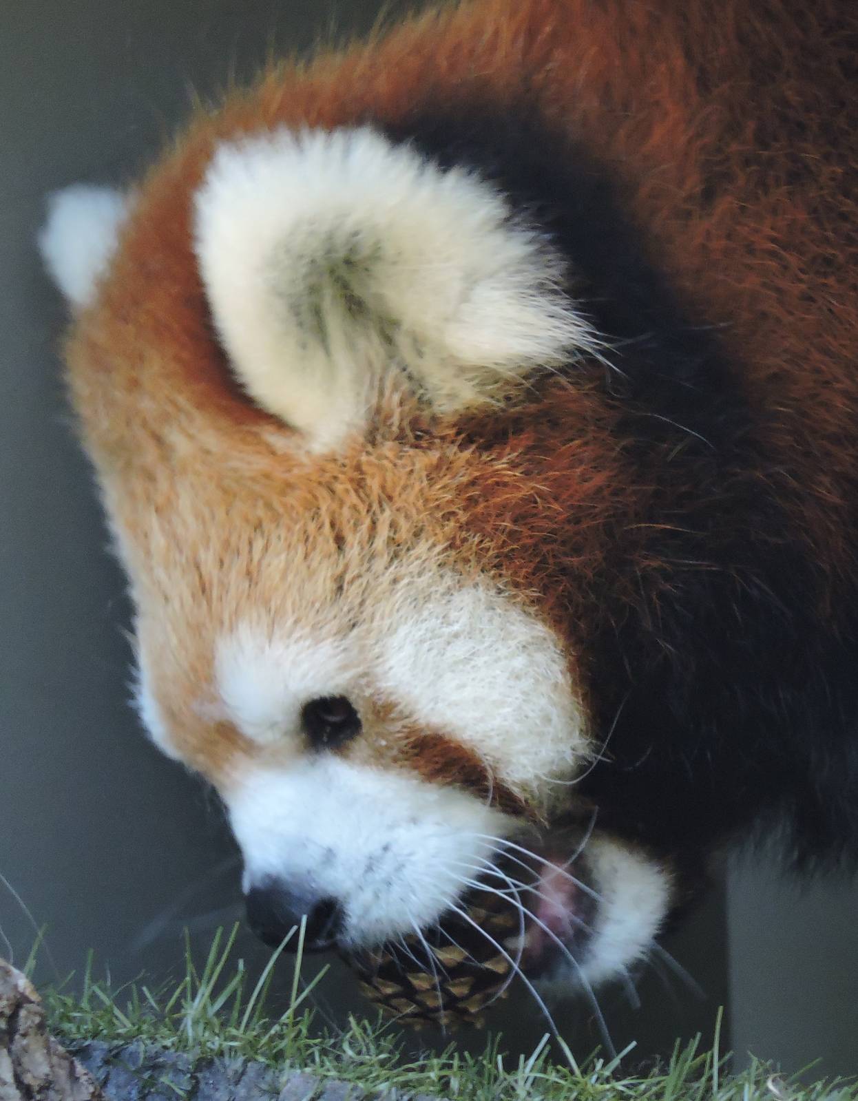 Female Red Panda - Cassie