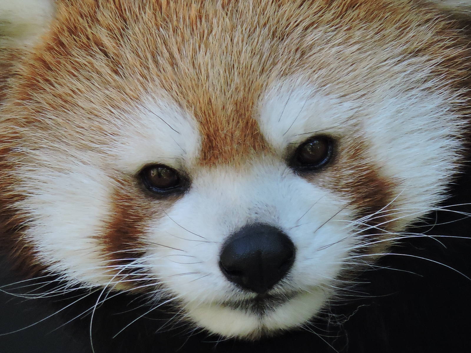 Female Red Panda - Cassie
