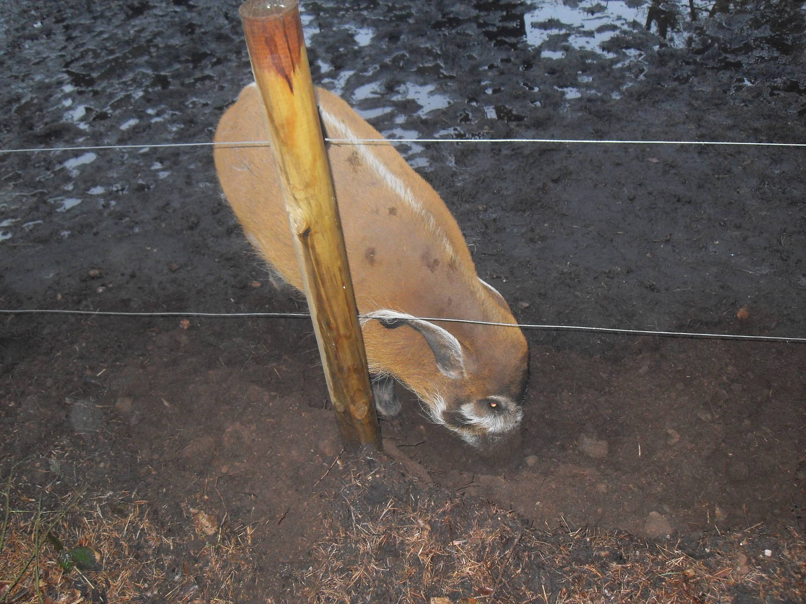 Female red river hog