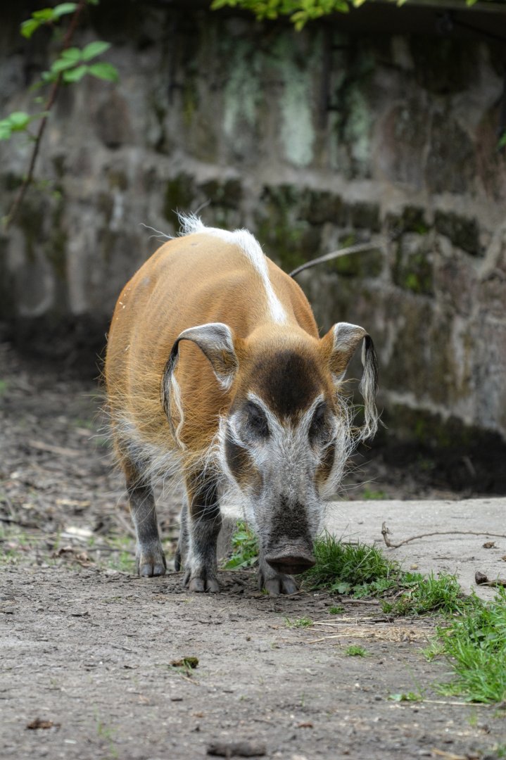 Female Red River Hog