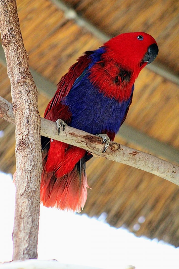 Female Red-sided Eclectus Parrot (05/26/2022)