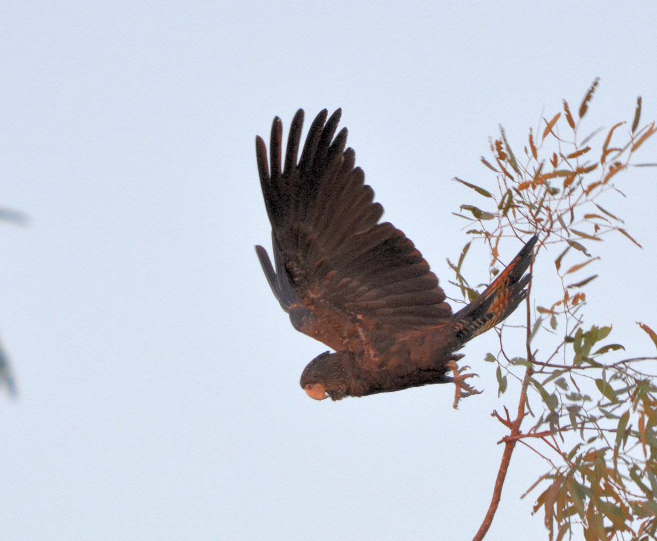 female red-tailed black cocatoo