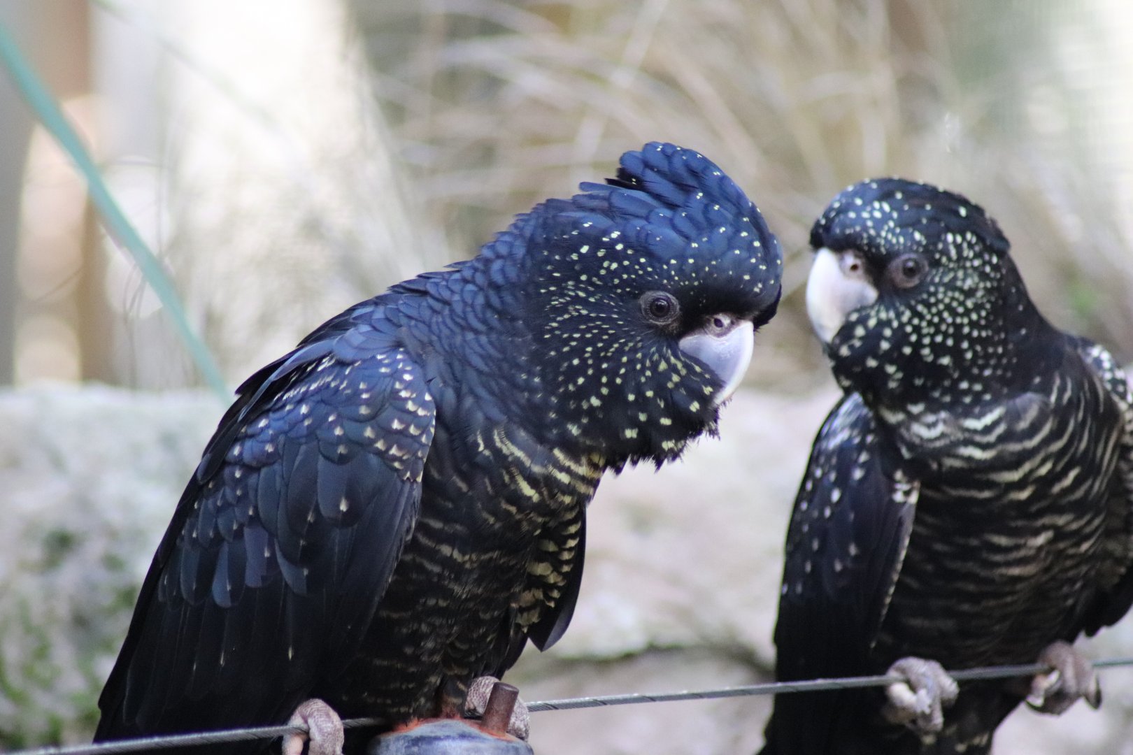 female Red-tailed Black Cockatoo (Calyptorhynchus banksii)