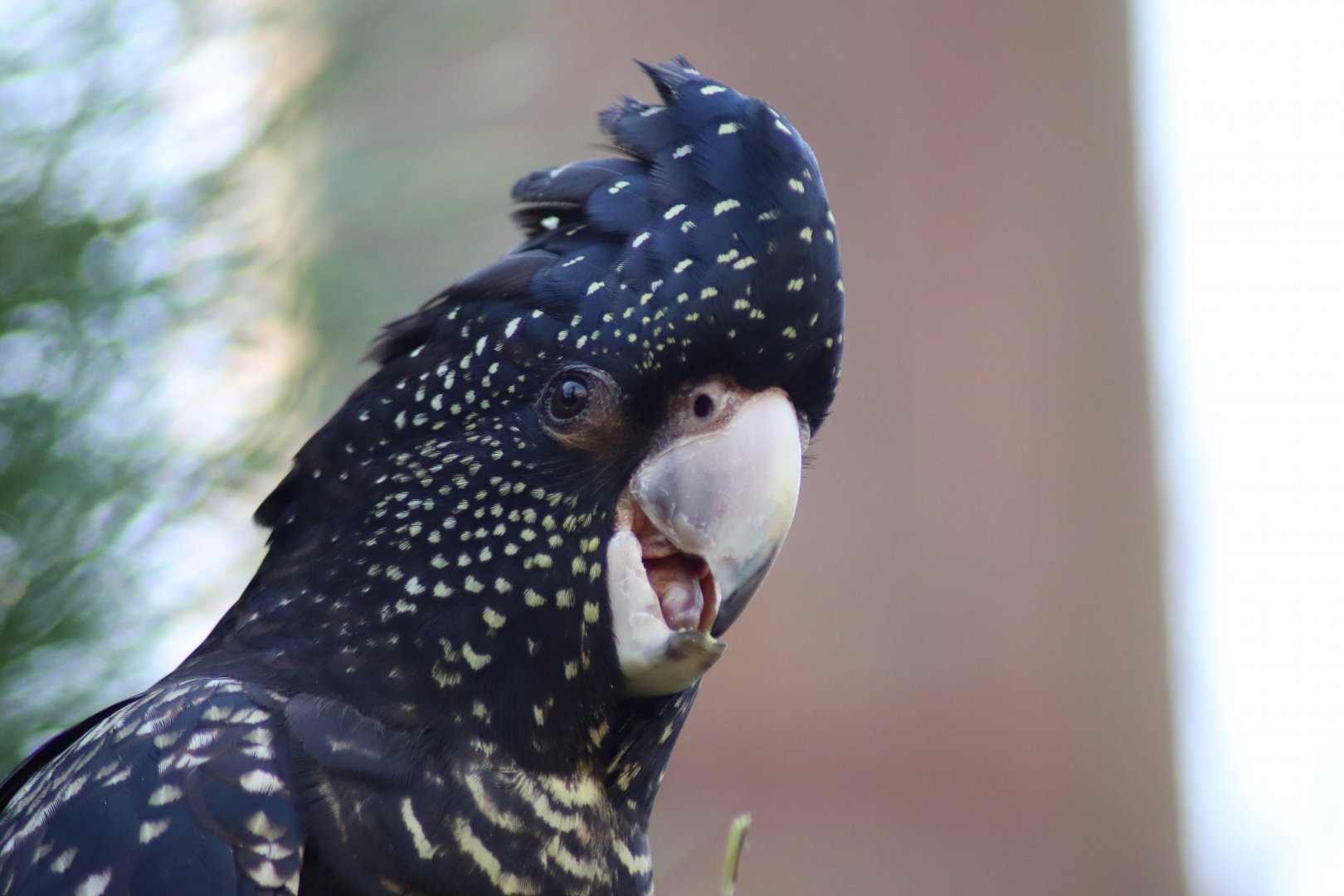 female Red-tailed Black Cockatoo (Calyptorhynchus banksii)