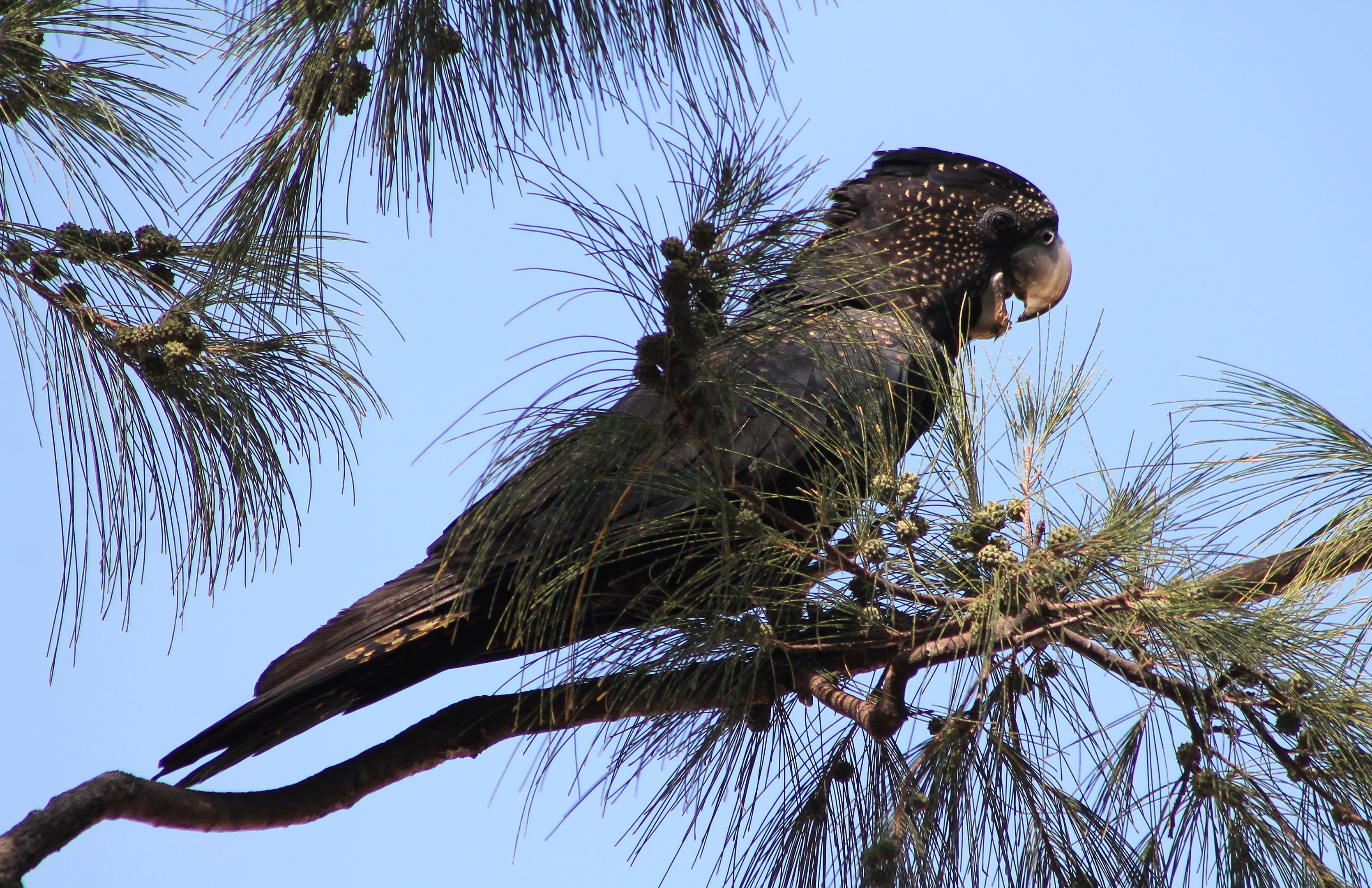 female Red-tailed Black Cockatoo (Calyptorhynchus banksii)