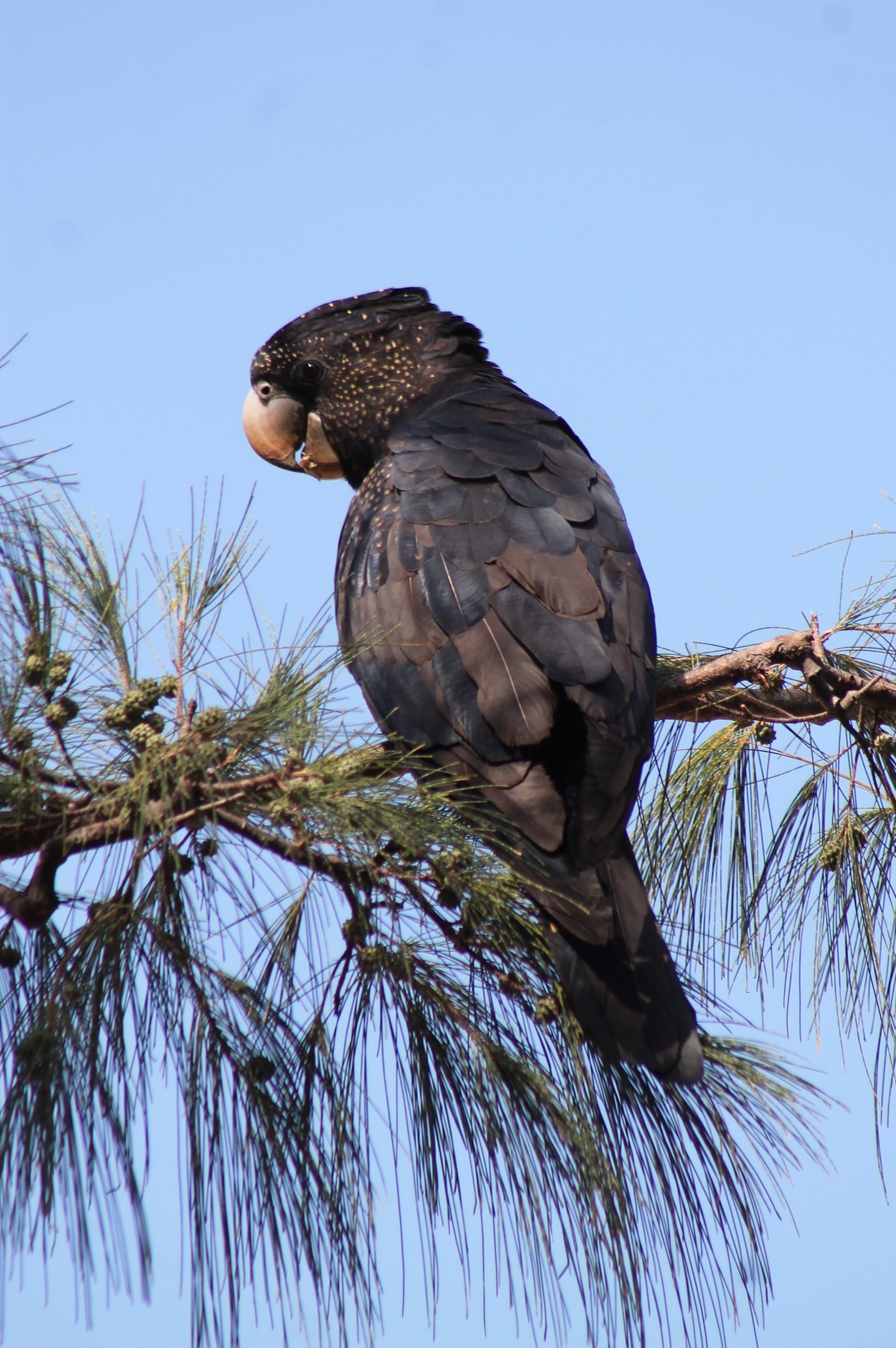 female Red-tailed Black Cockatoo (Calyptorhynchus banksii)