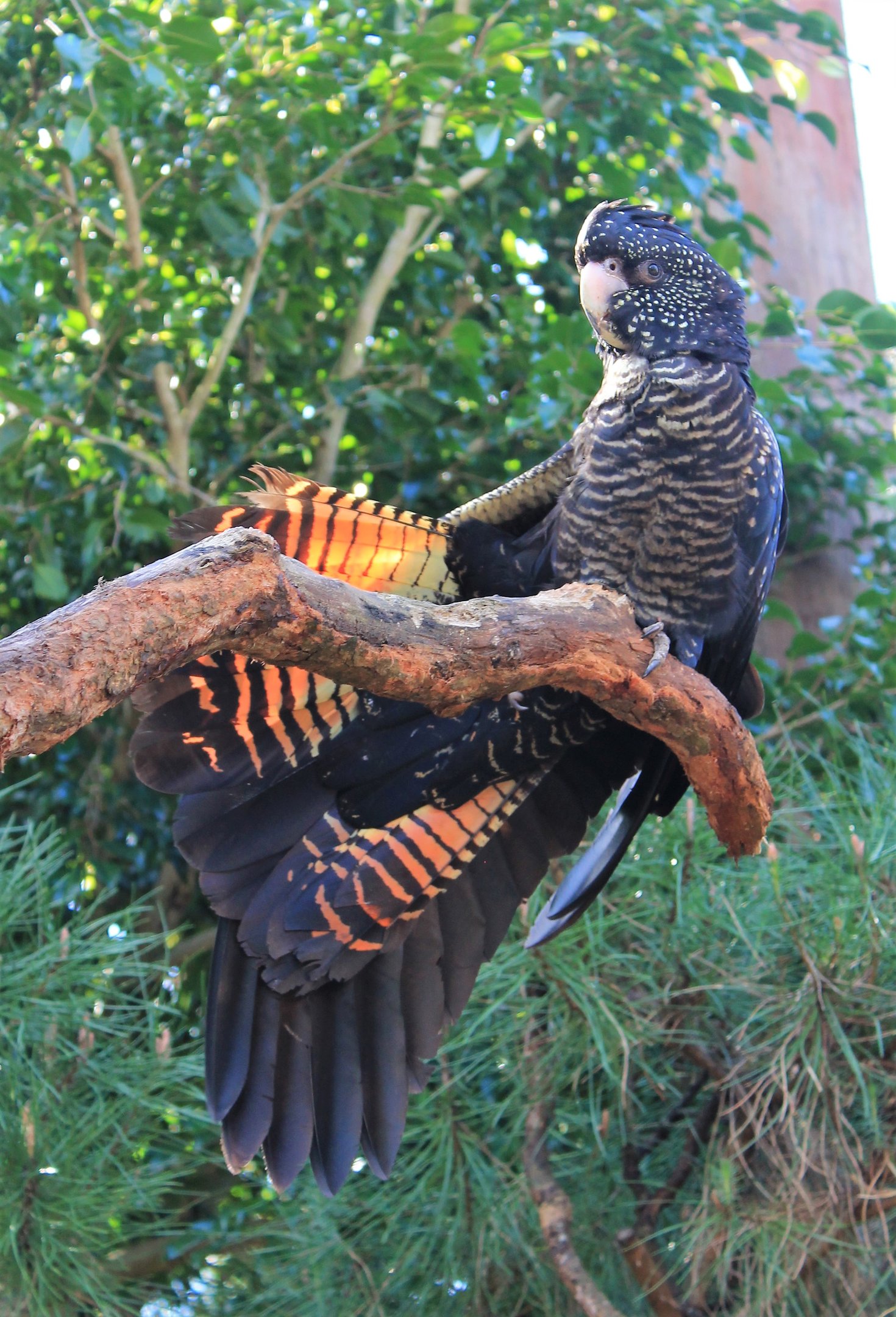 female Red-tailed Black Cockatoo