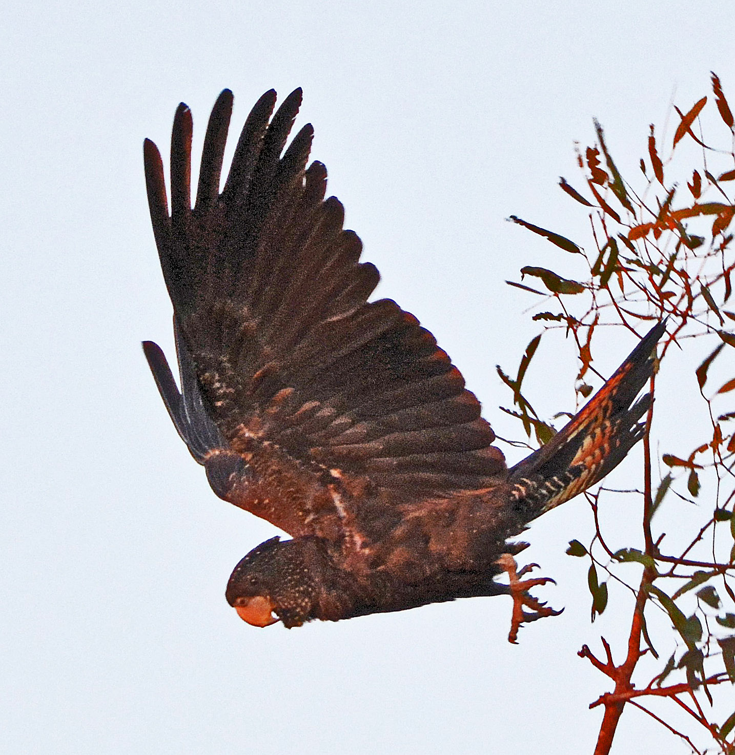 Female Red-tailed black cockatoo