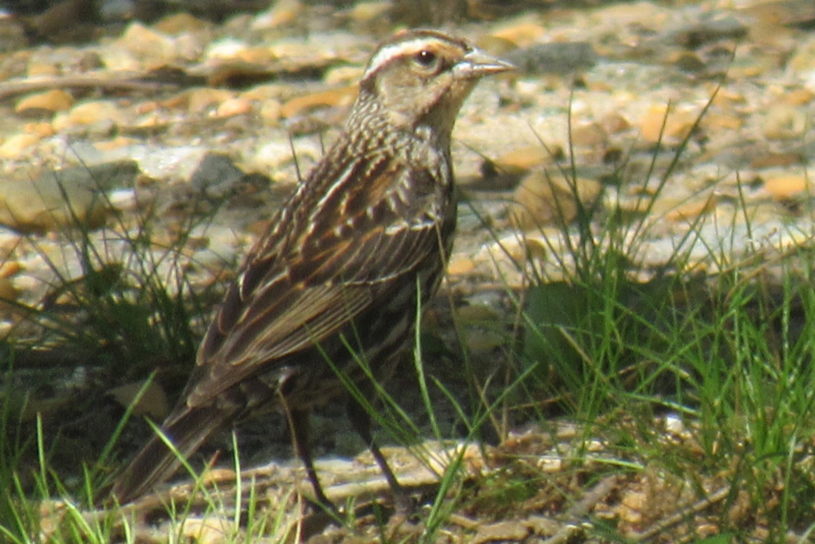 female red winged blackbird