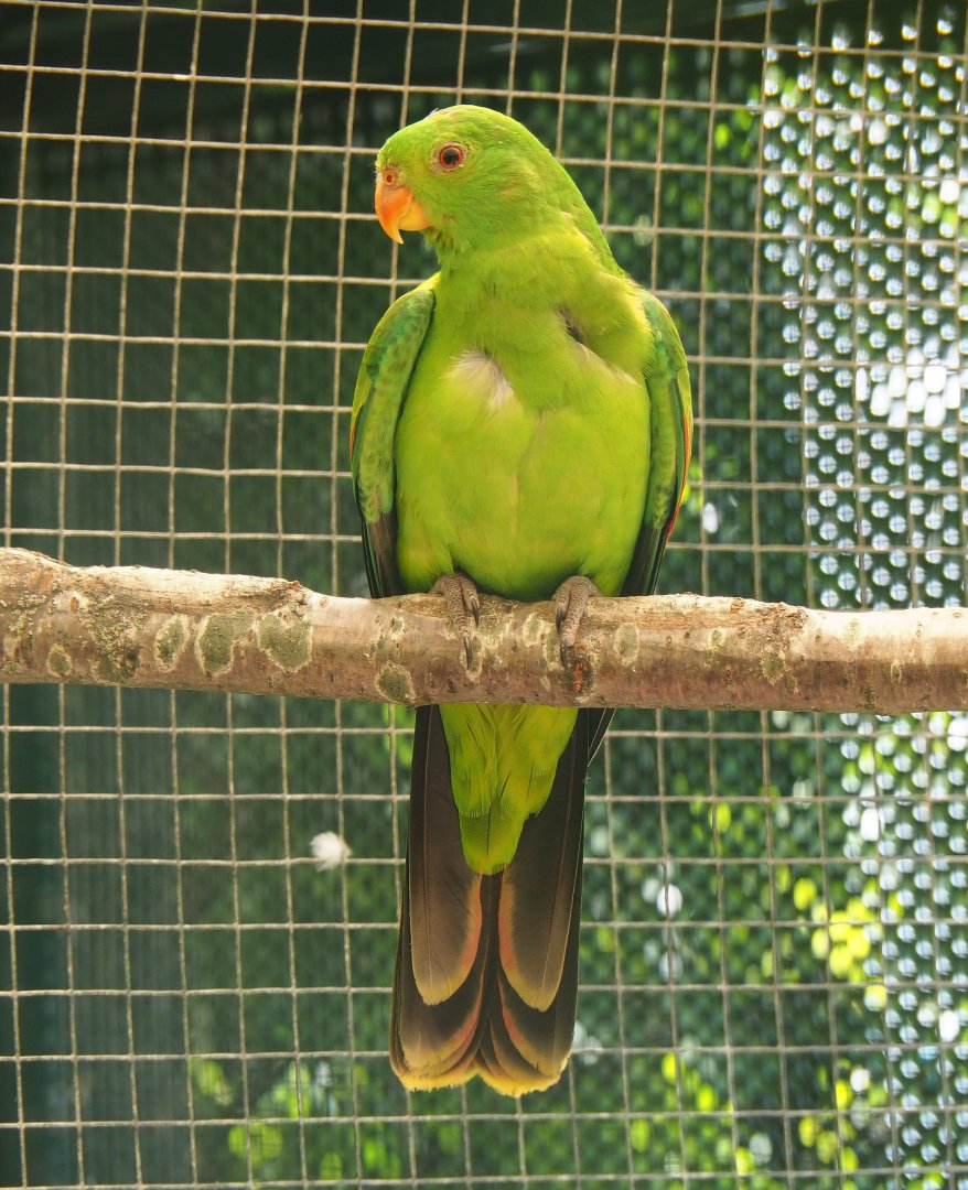 Female Red-winged parrot (Aprosmictus erythropterus), 2019-06-01