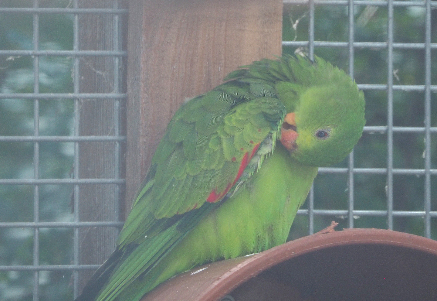 Female Red-winged parrot (Aprosmictus erythropterus), 2020-09-12
