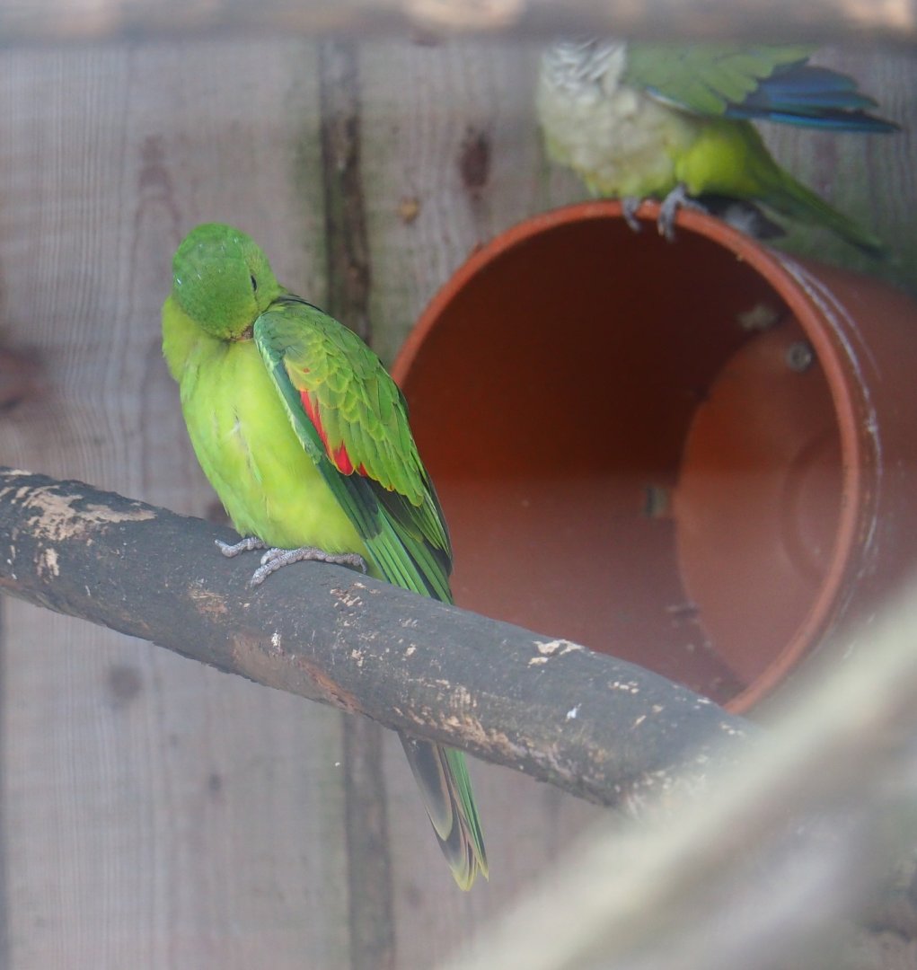 Female red-winged parrot (Aprosmictus erythropterus)