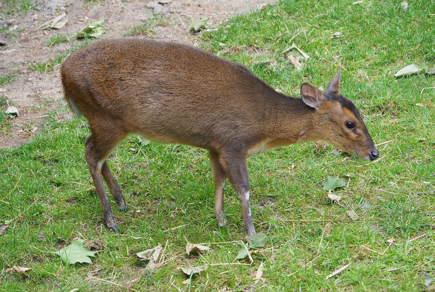 Female Reeves' muntjac (Muntiacus reevesi), 2020-05-23