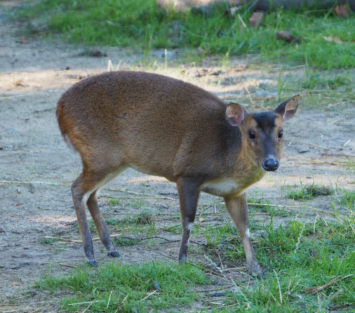 Female Reeves' muntjac (Muntiacus reevesi), 2020-07-21