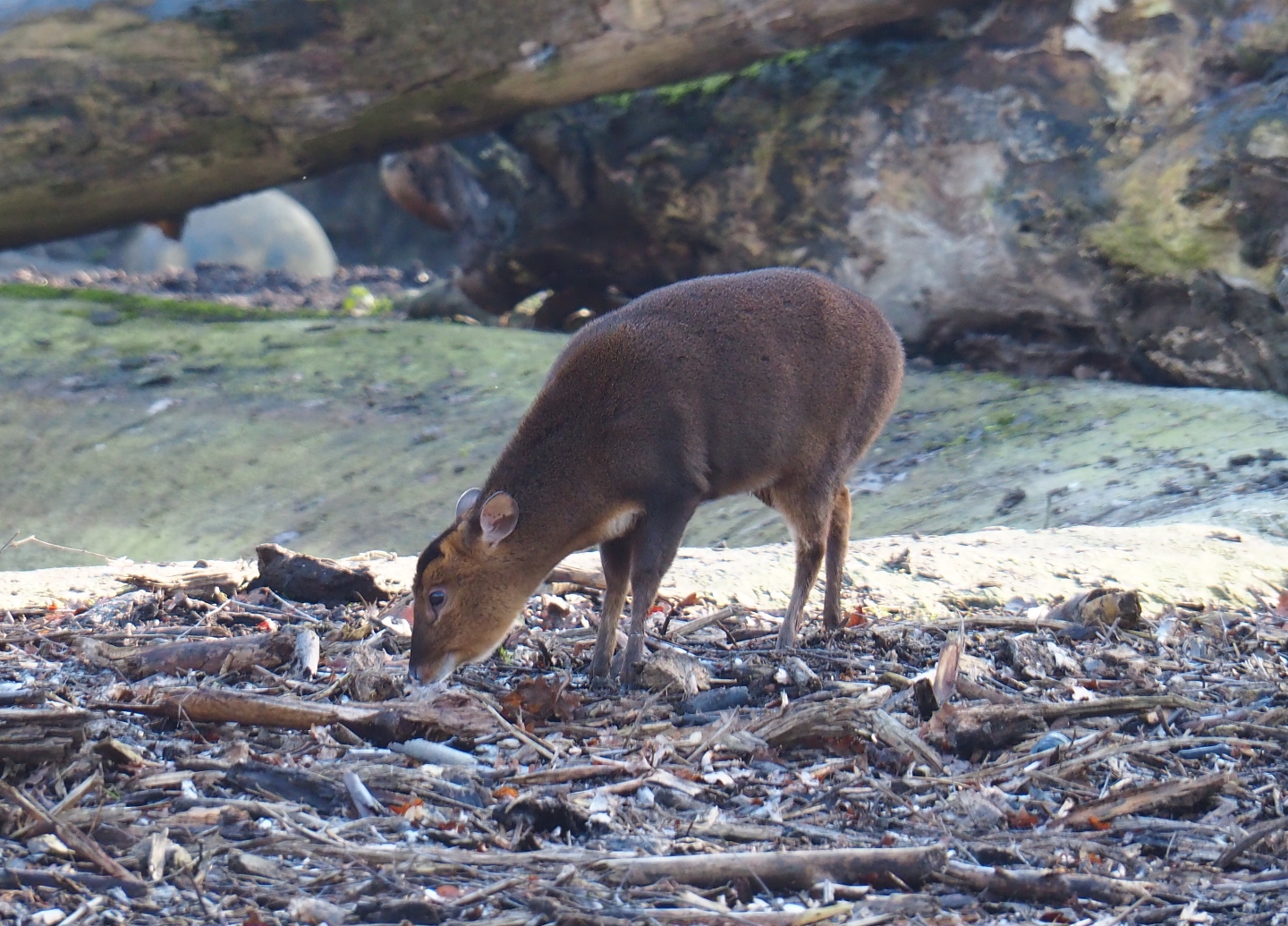 Female Reeves' muntjac (Muntiacus reevesi), Feb 16th, 2019