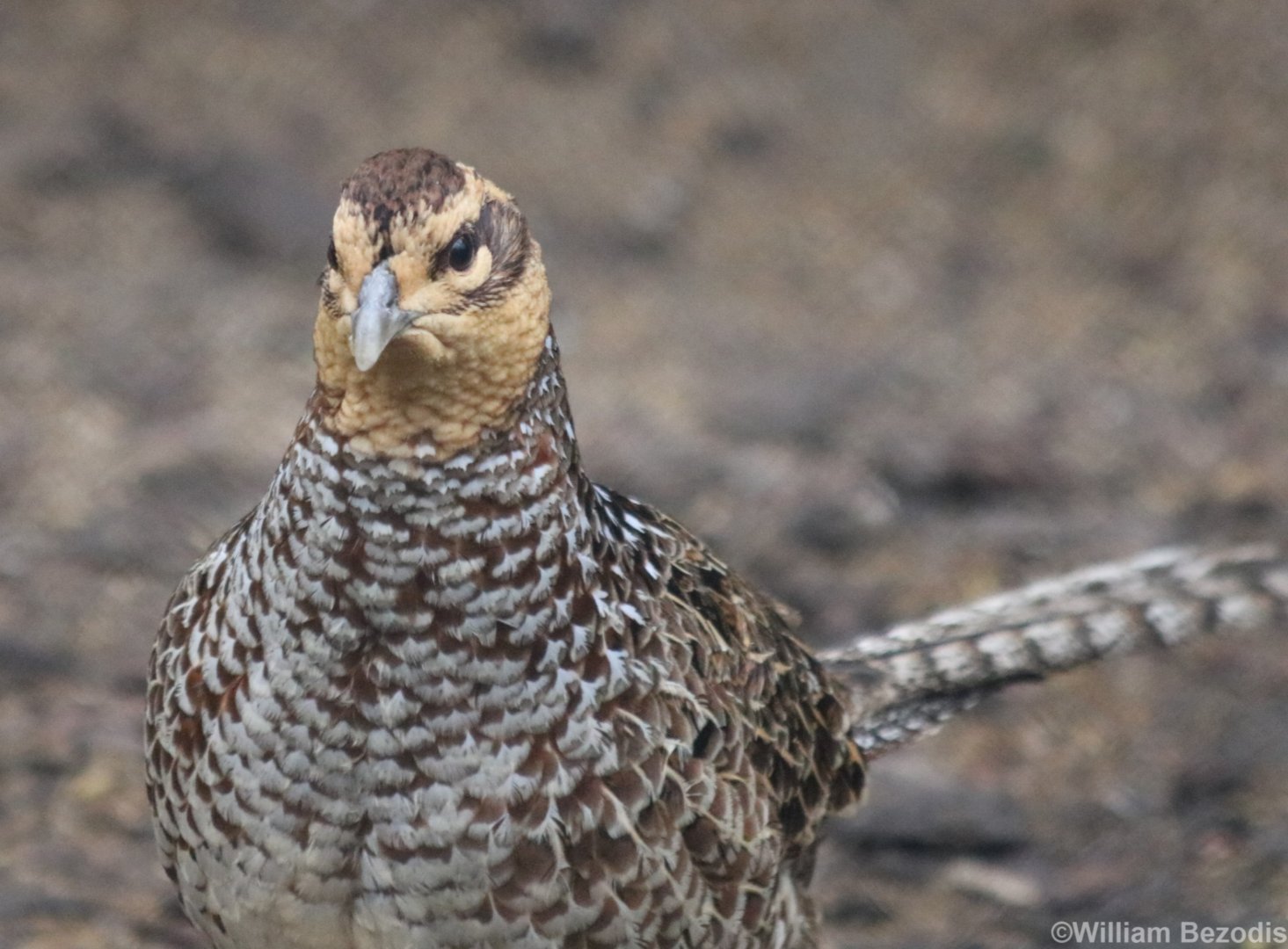 Female Reeves' Pheasant