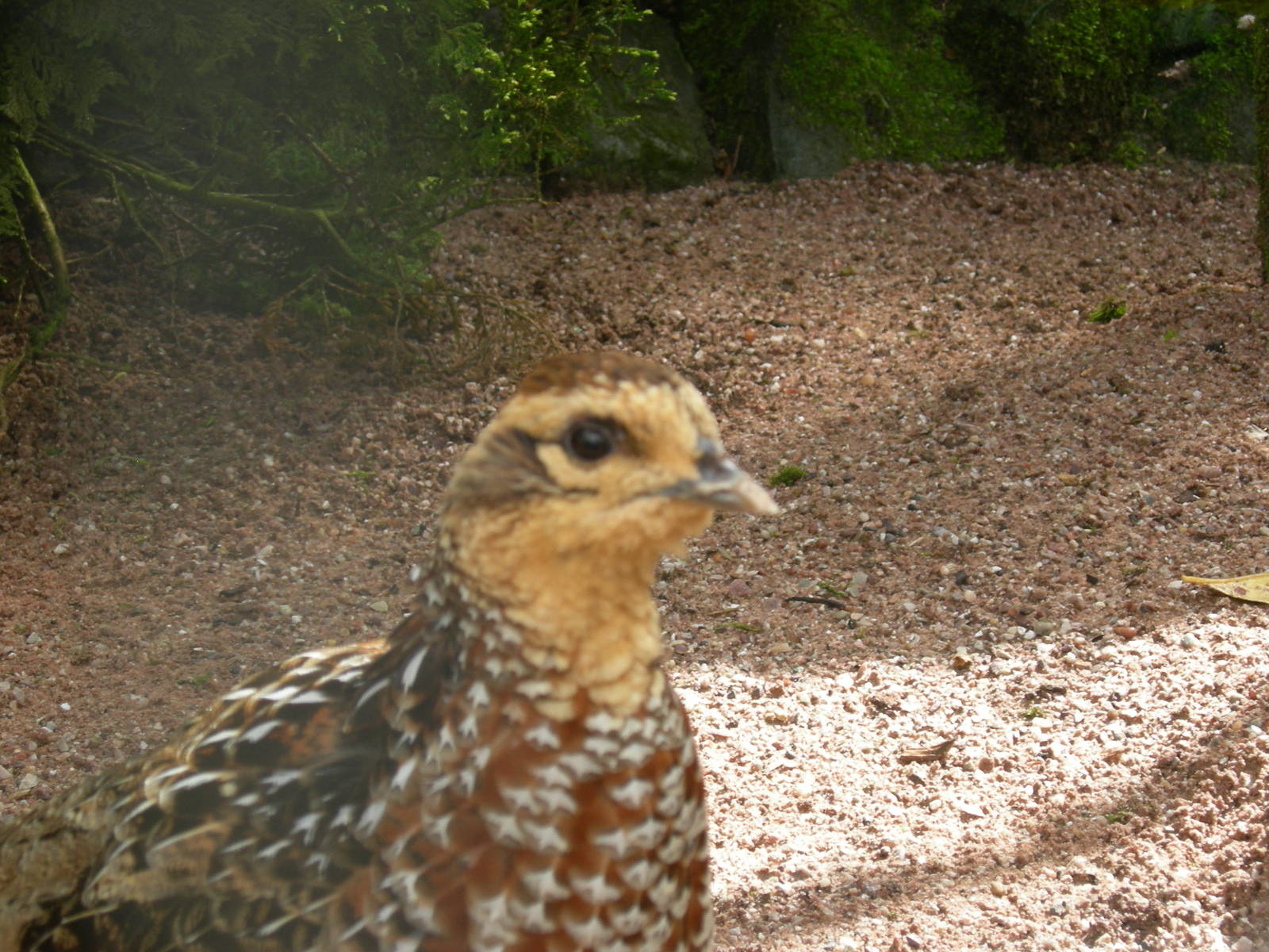 Female Reeve's Pheasant