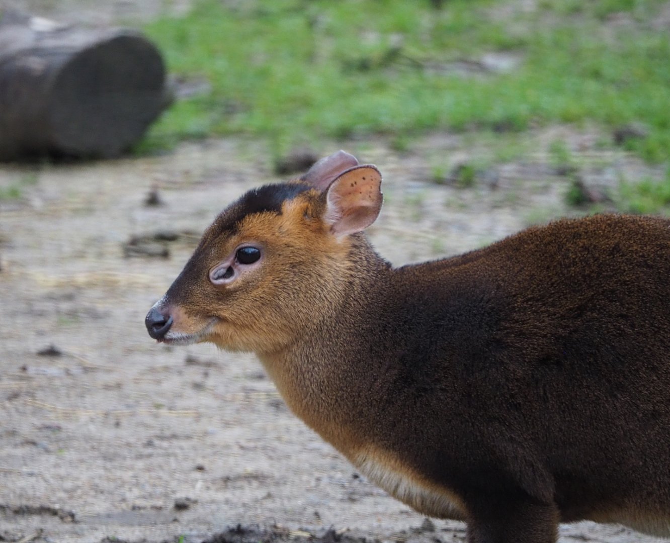 Female Reeves's muntjac (Muntiacus reevesi), 2020-01-11