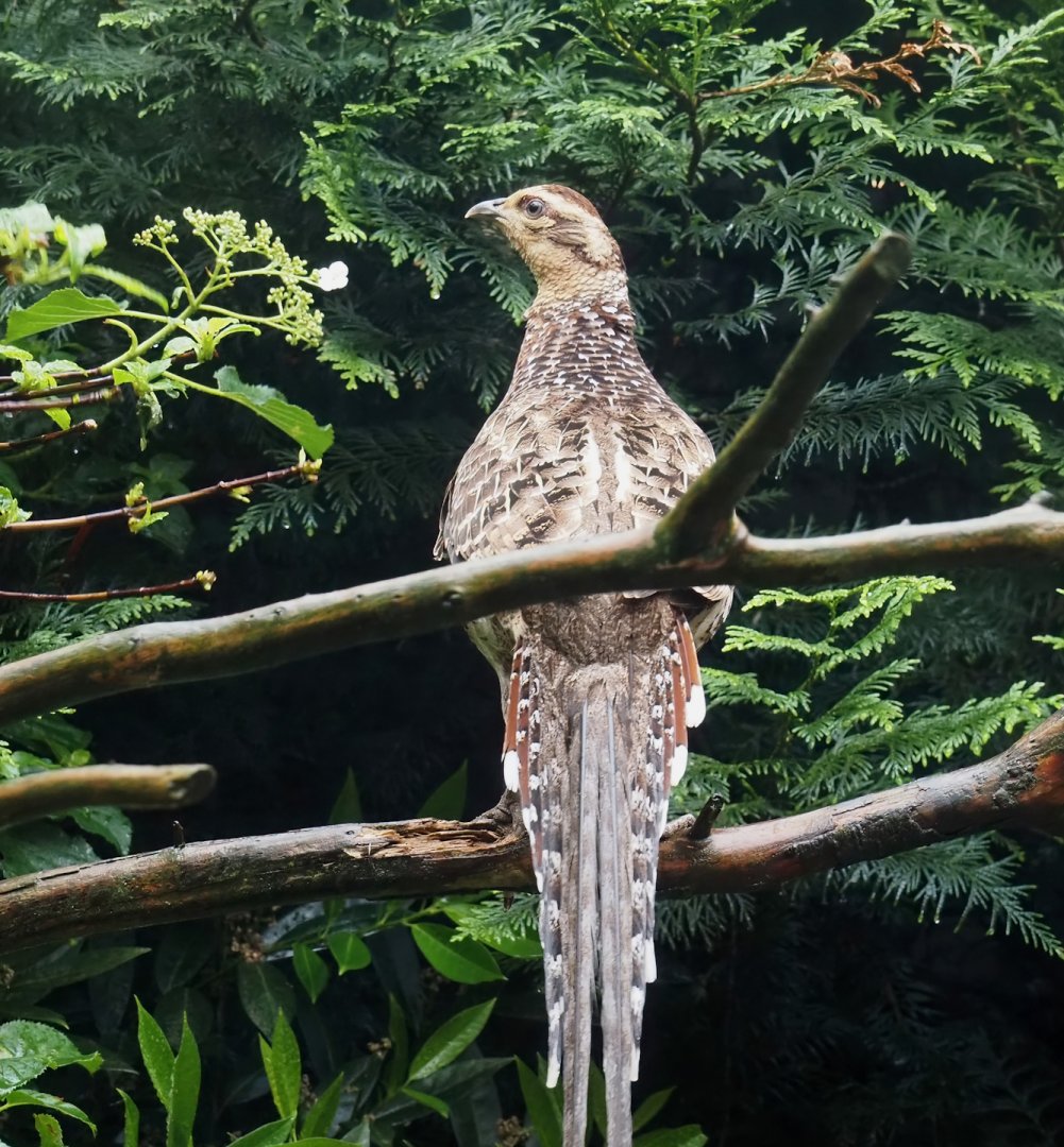 Female Reeves's pheasant (Syrmaticus reevesii), 2024-05-22