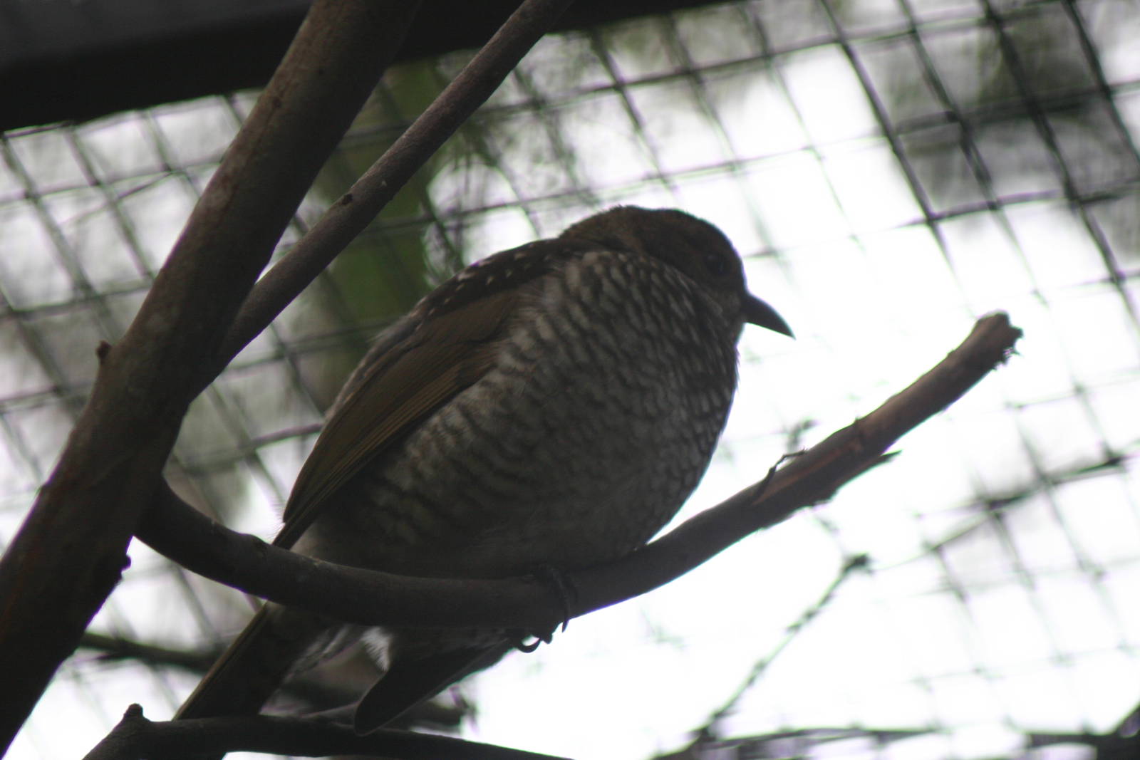 Female Regent Bowerbird, Australian Reptile Park