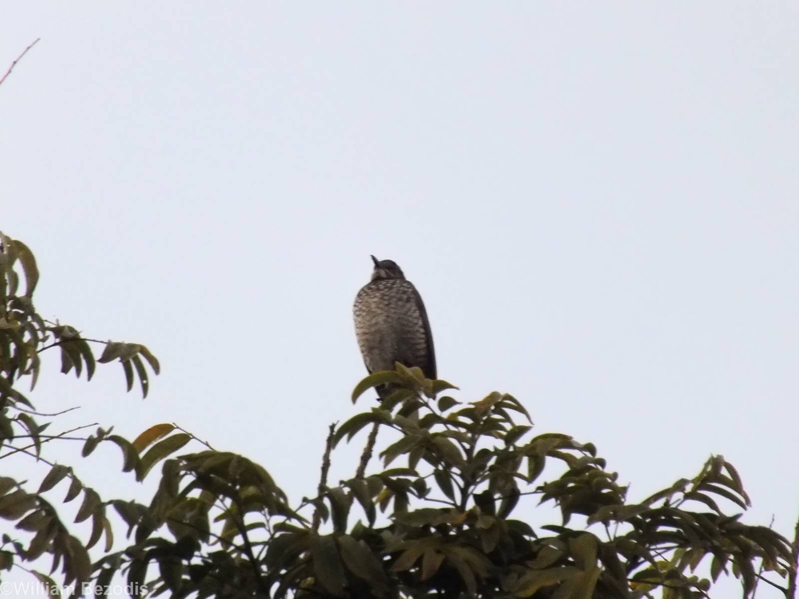 Female Regent Bowerbird - Lamington National Park