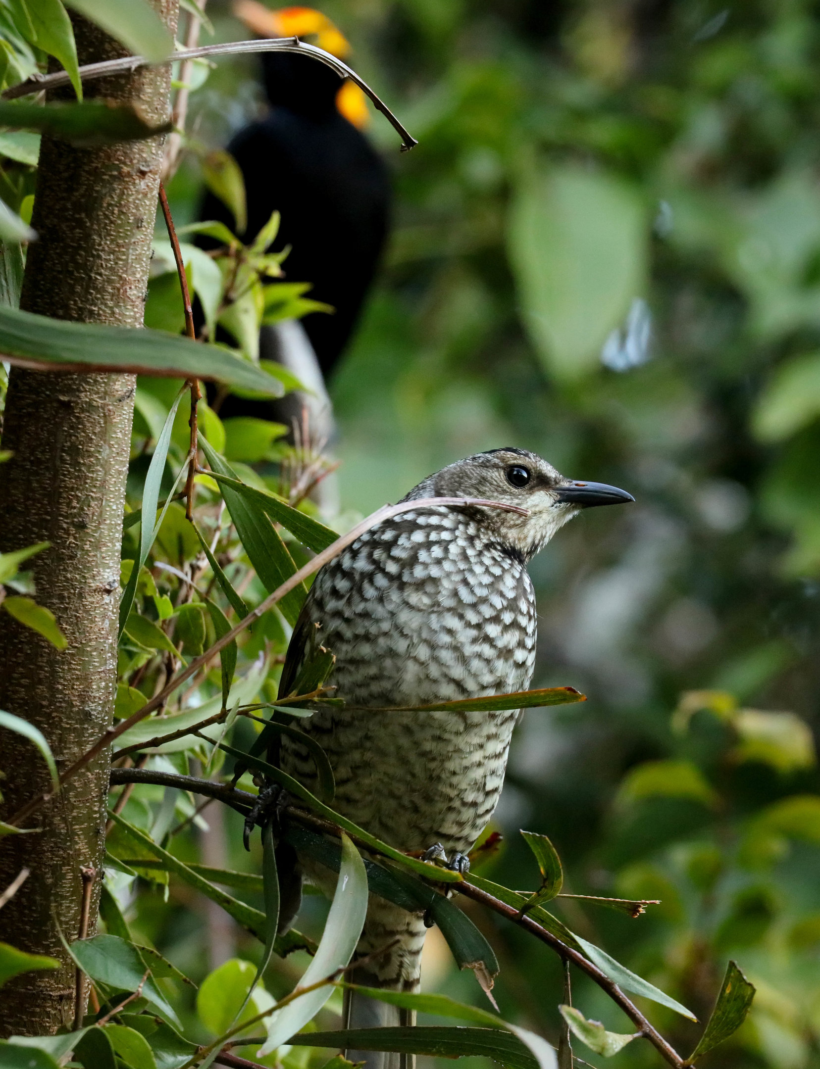 Female Regent Bowerbird