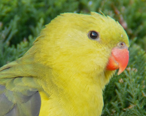 Female Regent parrot portrait.