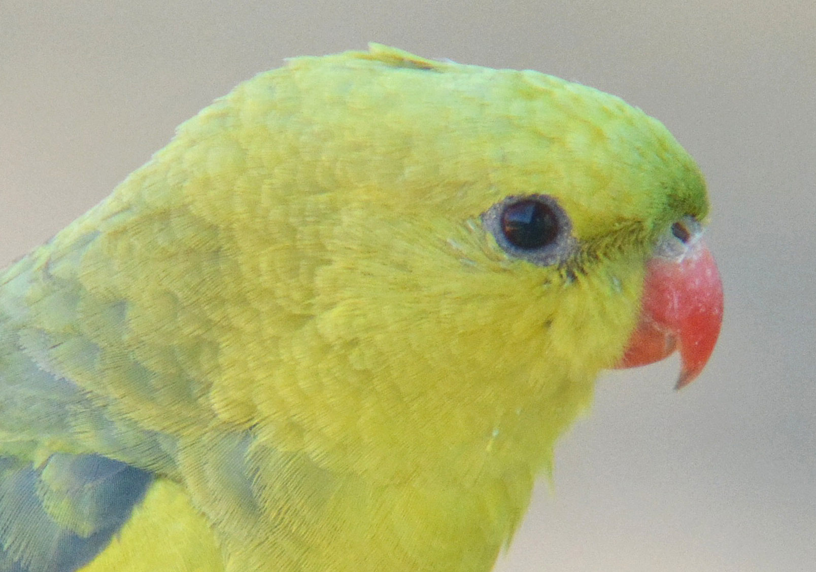 Female Regent parrot