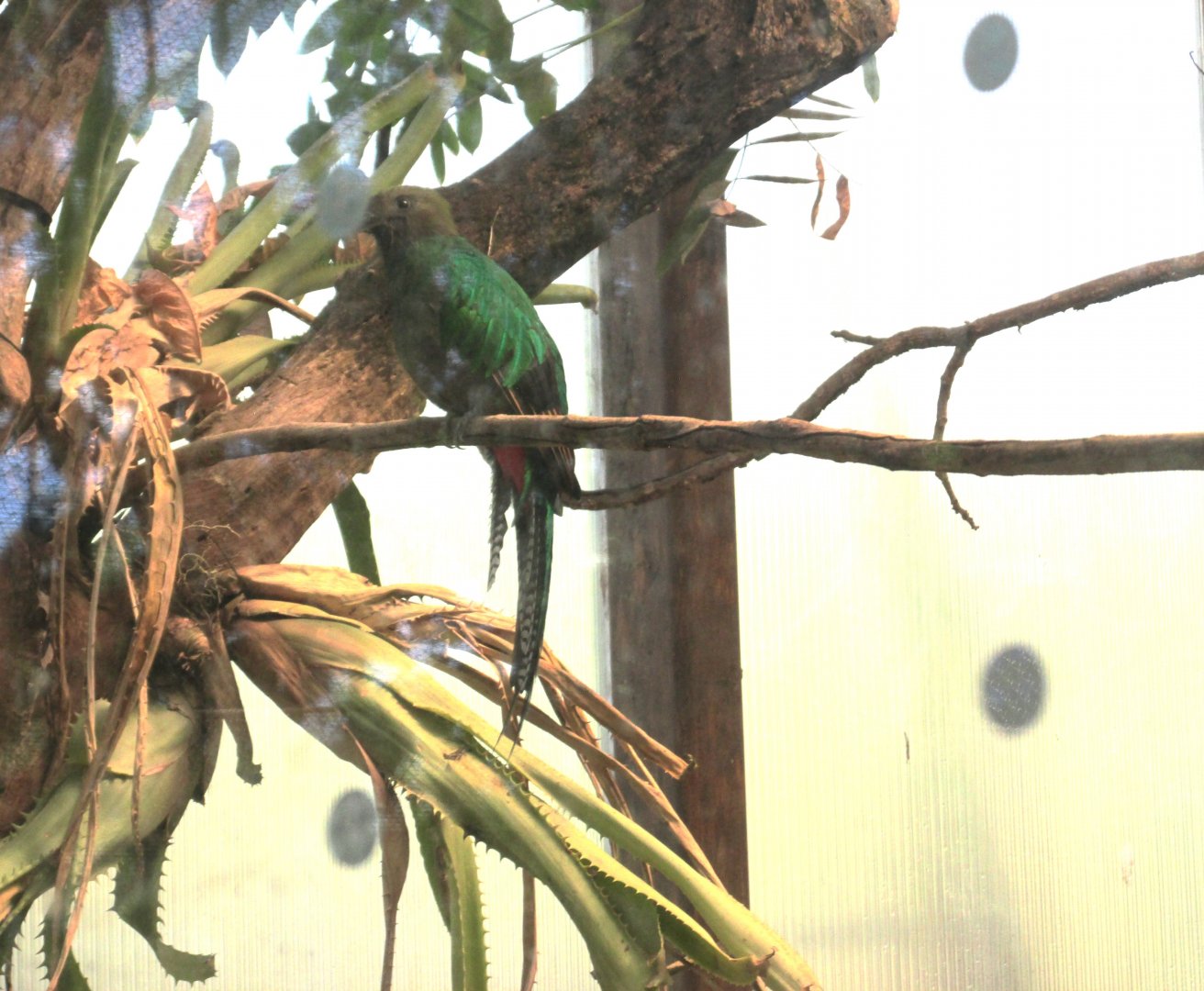 Female respledent quetzal at Aviario