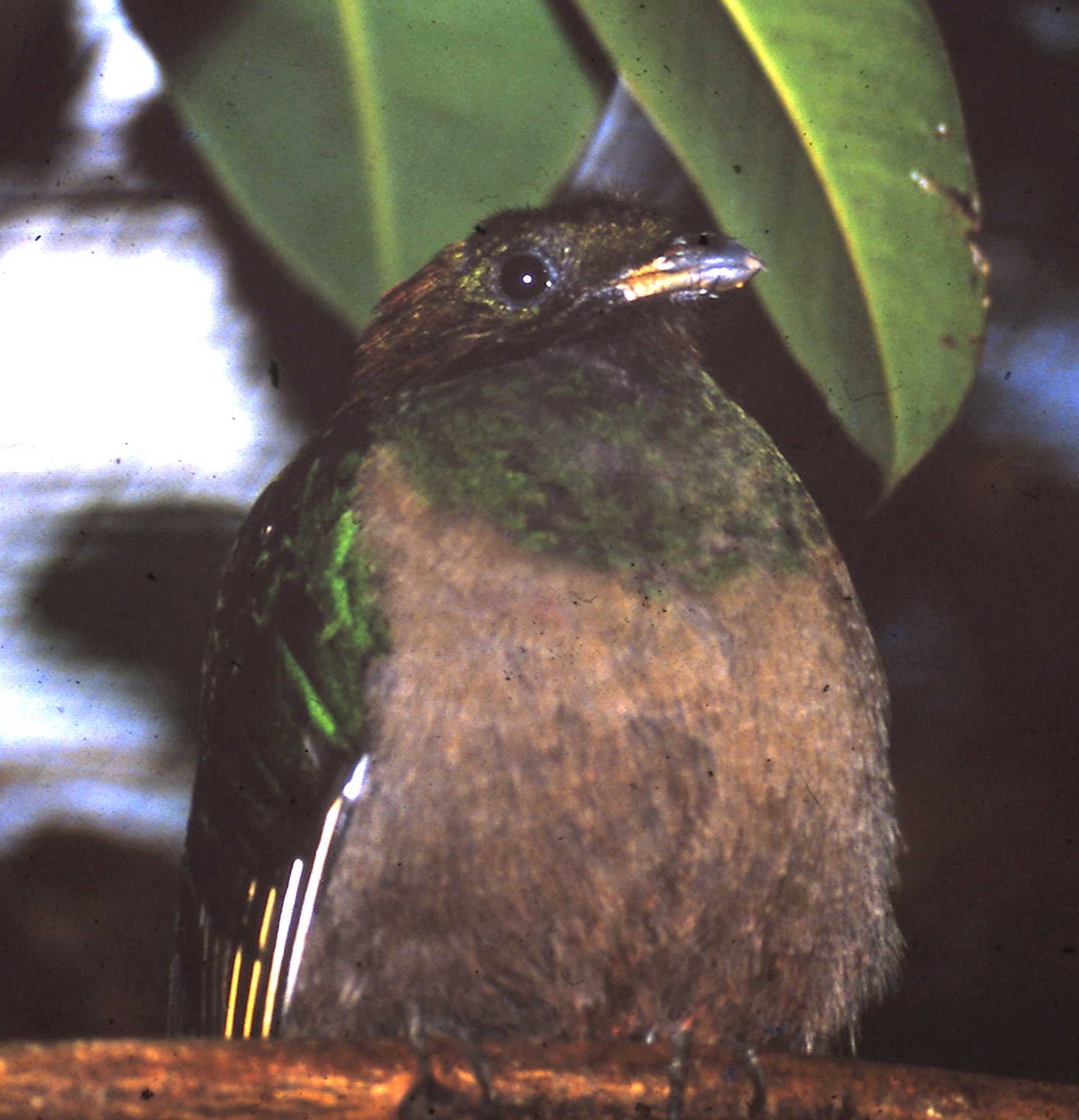 Female Resplendent quetzal
